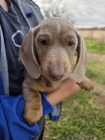 AKC Chocolate Isabella Girl, a female Dachshund for sale in Casa Grande, AZ – Photo 2 of 7