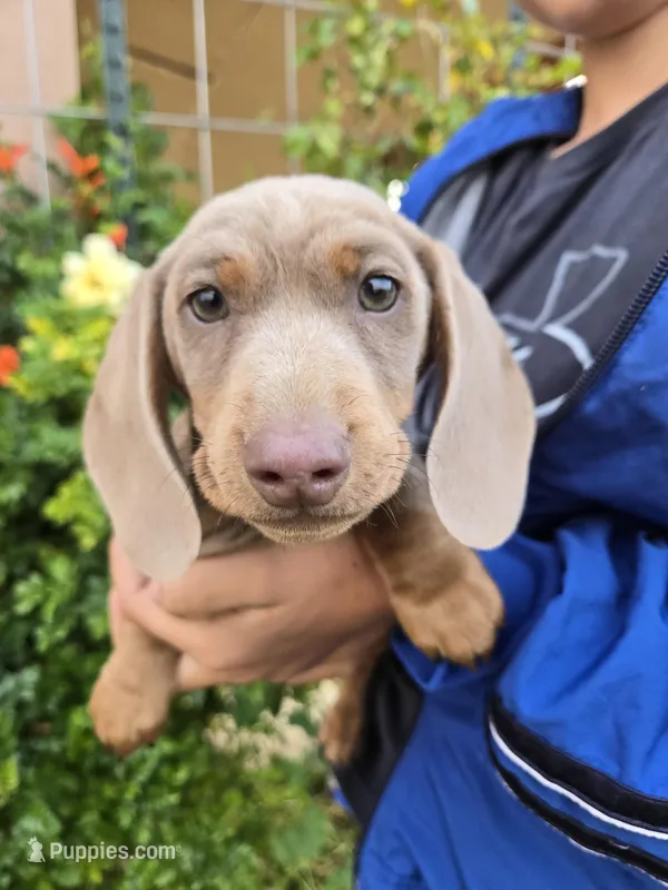 AKC Chocolate Isabella Girl