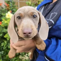 AKC Chocolate Isabella Girl, a female Dachshund for sale in Casa Grande, AZ – Photo 1 of 7