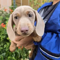 AKC Chocolate Isabella Girl, a female Dachshund for sale in Casa Grande, AZ – Photo 5 of 7