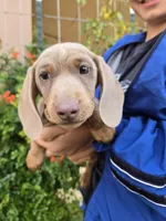AKC Chocolate Isabella Girl, a female Dachshund for sale in Casa Grande, AZ – Photo 5 of 7