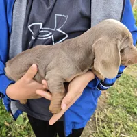 AKC Chocolate Isabella Girl, a female Dachshund for sale in Casa Grande, AZ – Photo 6 of 7
