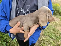 AKC Chocolate Isabella Girl, a female Dachshund for sale in Casa Grande, AZ – Photo 6 of 7