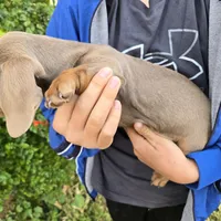 AKC Chocolate Isabella Girl, a female Dachshund for sale in Casa Grande, AZ – Photo 7 of 7