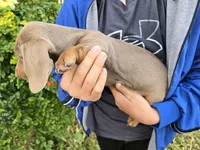 AKC Chocolate Isabella Girl, a female Dachshund for sale in Casa Grande, AZ – Photo 7 of 7