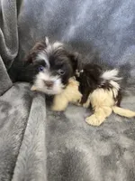 AKC Bisque's Parti Girl, TEXT 520-254-7407, a female Havanese for sale in Casa Grande, AZ – 4 of 10
