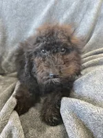 AKC Siri's Black Female, TEXT 520-254-7407, a female Poodle - Miniature  for sale in Casa Grande, AZ – 5 of 7