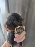 AKC Male - TEXT 520-254-7407 , a male Yorkshire Terrier for sale in Casa Grande, AZ – 5 of 10