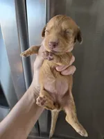 AKC Female, a female Dachshund for sale in Casa Grande, AZ – 4 of 6