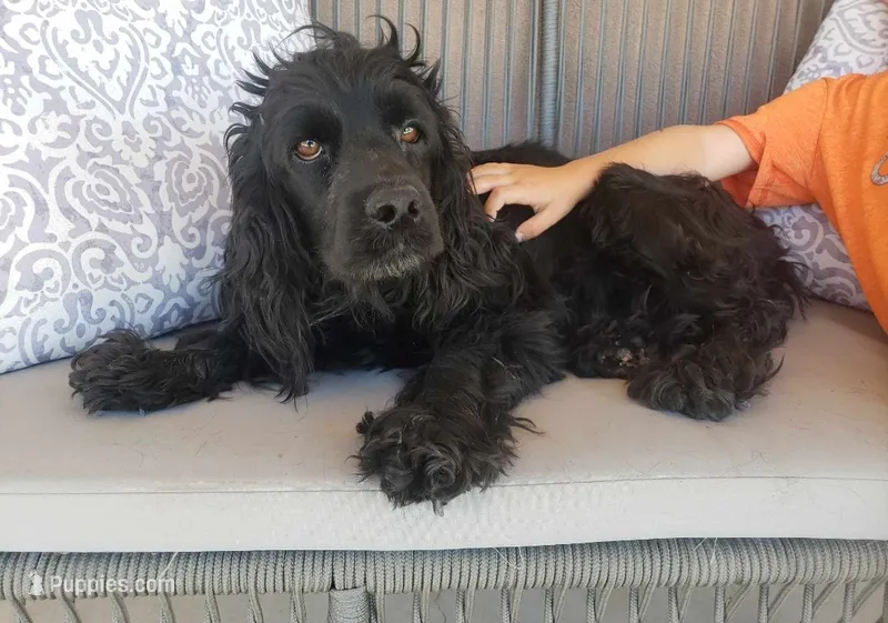 AKC Male, Text 520-254-7407  – Cocker Spaniel puppy for sale in Casa Grande, AZ