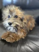 Daisy's Boy, TEXT 520-254-7407, a male Havanese for sale in Casa Grande, AZ – 1 of 10