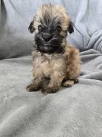 AKC Skye's Boy 4, TEXT 520-254-7407 , a male Havanese for sale in Casa Grande, AZ – 7 of 10