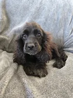 AKC Dora's Black Boy, Text 520-254-7407 , a male Cocker Spaniel for sale in Casa Grande, AZ – 2 of 10