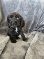 AKC Dora's Black Boy, Text 520-254-7407 , a male Cocker Spaniel for sale in Casa Grande, AZ – 6 of 10