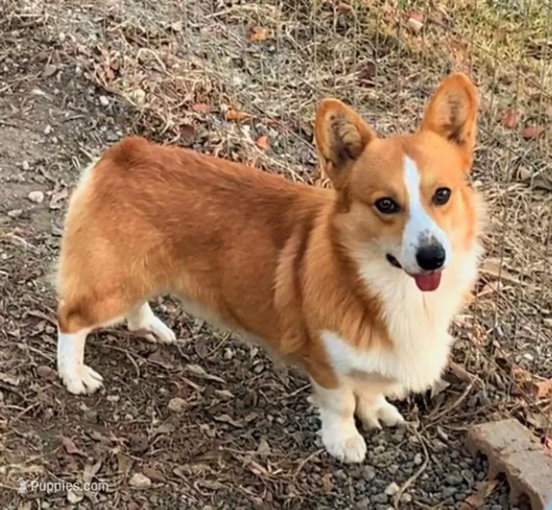 Full AKC Roger  – Pembroke Welsh Corgi puppy for sale in Casa Grande, AZ