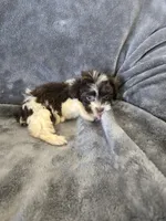 AKC Bisque's Parti Girl, TEXT 520-254-7407, a female Havanese for sale in Casa Grande, AZ – 5 of 10