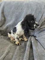 AKC Male, Text 520-254-7407 , a male Cocker Spaniel for sale in Casa Grande, AZ – 7 of 10