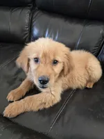 AKC Chloe's Girl - Text 520-254-7407 , a male Golden Retriever for sale in Casa Grande, AZ – 7 of 8