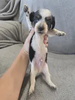 AKC Long Hair Boy - TEXT 520-254-7407 , a male Dachshund for sale in Casa Grande, AZ – 2 of 9