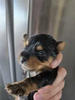 AKC Male Yorkie, White Chest - TEXT 520-254-7407 , a male Yorkshire Terrier for sale in Casa Grande, AZ – 4 of 10