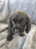 AKC Dora's Black Girl, TEXT 520-254-7407, a female Cocker Spaniel for sale in Casa Grande, AZ – 5 of 10