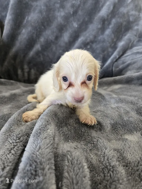 AKC White Male, TEXT 520-254-7407 – Dachshund puppy for sale in Casa Grande, AZ