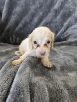 AKC White Male, TEXT 520-254-7407, a male Dachshund for sale in Casa Grande, AZ – 1 of 8