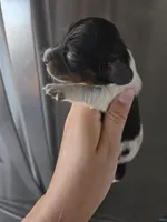 AKC Pepper's Black & White Male, TEXT 520-254-7407 , a male Dachshund for sale in Casa Grande, AZ – 2 of 7