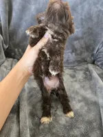 AKC Bisque's Brown Girl, White Paws, TEXT 520-254-7407, a female Havanese for sale in Casa Grande, AZ – 7 of 9