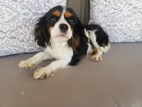 AKC Female - TEXT 520-254-7407 , a female Cavalier King Charles Spaniel for sale in Casa Grande, AZ – 9 of 9