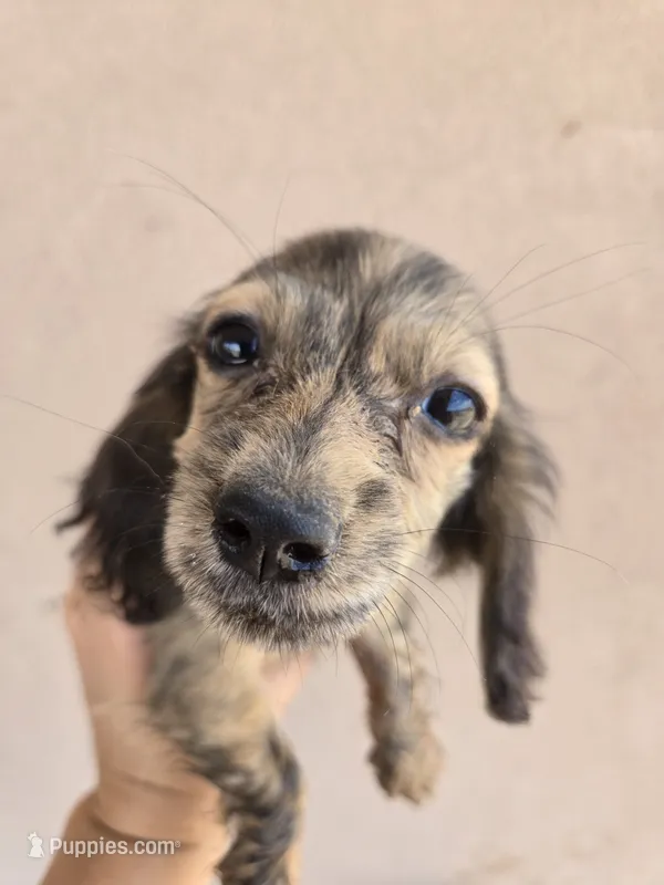 AKC Star's Brindle Female, TEXT 520-254-7407 – Dachshund puppy for sale in Casa Grande, AZ