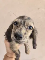 AKC Star's Brindle Female, TEXT 520-254-7407, a female Dachshund for sale in Casa Grande, AZ – 1 of 8