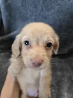 AKC Angel's Cream Boy, a male Dachshund for sale in Casa Grande, AZ – Photo 4 of 10