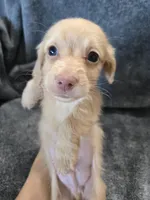 AKC Angel's Cream Boy, a male Dachshund for sale in Casa Grande, AZ – Photo 5 of 10