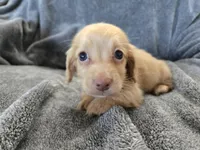AKC Angel's Cream Boy, a male Dachshund for sale in Casa Grande, AZ – Photo 2 of 10