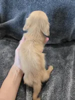 AKC Angel's Cream Boy, a male Dachshund for sale in Casa Grande, AZ – Photo 8 of 10