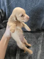 AKC Angel's Cream Boy, a male Dachshund for sale in Casa Grande, AZ – Photo 7 of 10
