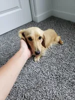 AKC Angel's Cream Boy, a male Dachshund for sale in Casa Grande, AZ – Photo 10 of 10