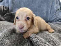 AKC Angel's Cream Boy, a male Dachshund for sale in Casa Grande, AZ – Photo 3 of 10