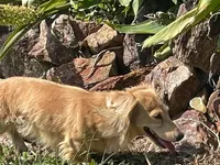 AKC Angel's Cream Boy, a male Dachshund for sale in Casa Grande, AZ – Photo 9 of 10