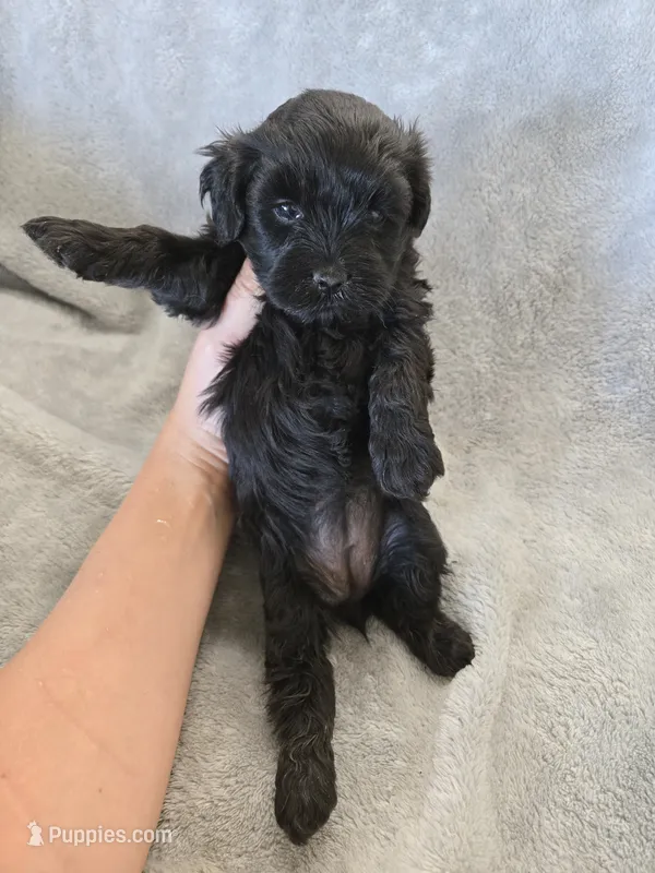 AKC Parents - Havapoo Girl – Havapoo puppy for sale in Casa Grande, AZ