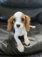 AKC Male, TEXT 520-254-7407, a male Cavalier King Charles Spaniel for sale in Casa Grande, AZ – 7 of 10