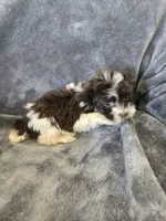 AKC Bisque's Parti Girl, TEXT 520-254-7407, a female Havanese for sale in Casa Grande, AZ – 3 of 10