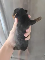 AKC Female - TEXT 520-254-7407 , a female Yorkshire Terrier for sale in Casa Grande, AZ – 5 of 9