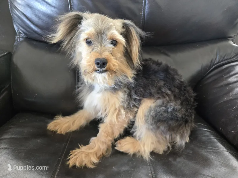 AKC Male $1000 TEXT 520-254-7407  – Yorkshire Terrier puppy for sale in Casa Grande, AZ