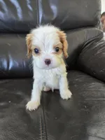AKC Male, a male Cavalier King Charles Spaniel for sale in Casa Grande, AZ – 9 of 10