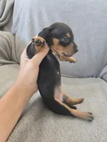 AKC Short Haired Girl - TEXT 520-254-7407 , a female Dachshund for sale in Casa Grande, AZ – 7 of 10