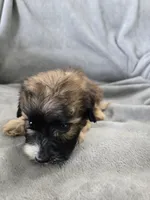AKC Skye's Boy 3, TEXT 520-254-7407 , a male Havanese for sale in Casa Grande, AZ – 6 of 10