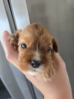 AKC Male, Text 520-254-7407 , a male Cavalier King Charles Spaniel for sale in Casa Grande, AZ – 2 of 10