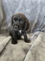 AKC Dora's Black Boy, Text 520-254-7407 , a male Cocker Spaniel for sale in Casa Grande, AZ – 8 of 10